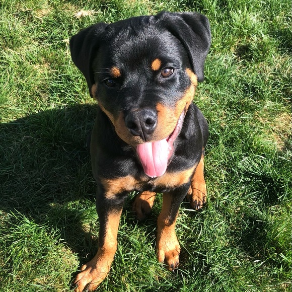 ❤️WHY YOU FOLLOW & SHARE 🐶❤️New listing Comments or chat♥️See 2nd Slide❤️ - Picture 6 of 17